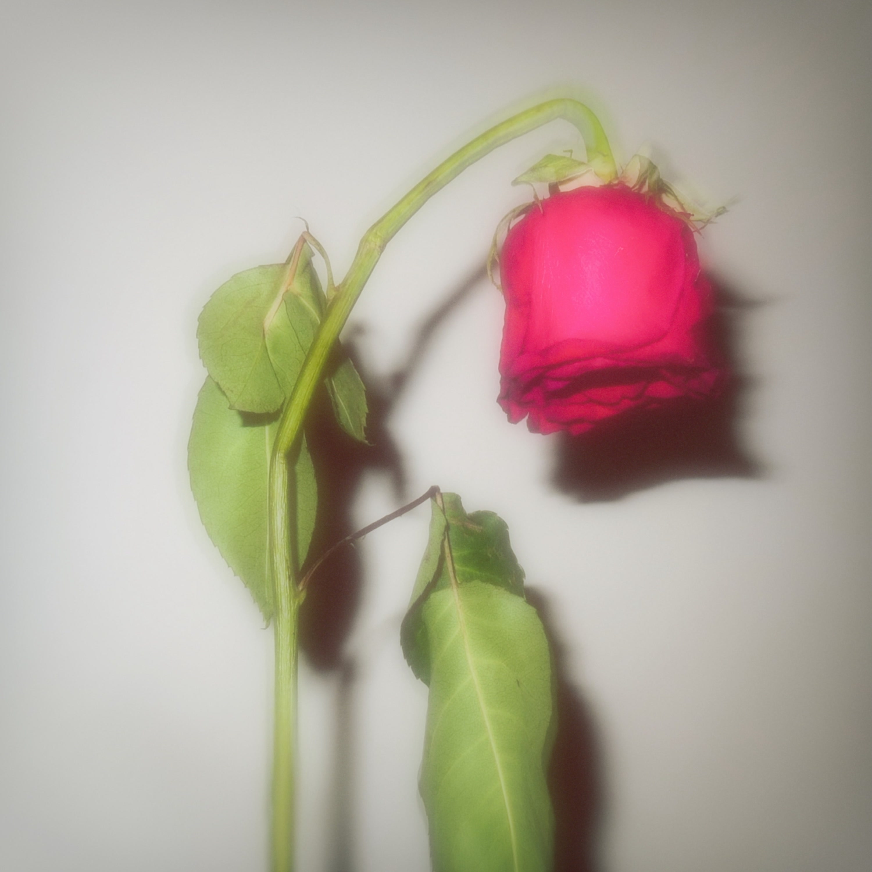 Love You From Afar by CARYS