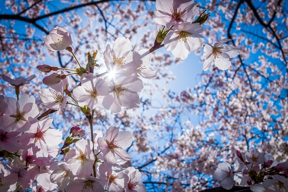 memories-of-spring-by-tokyo-music-walker-free-download-on-hypeddit